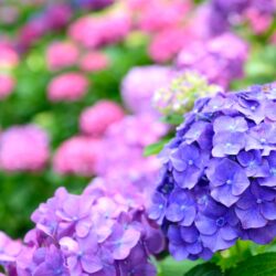 7月のお休み