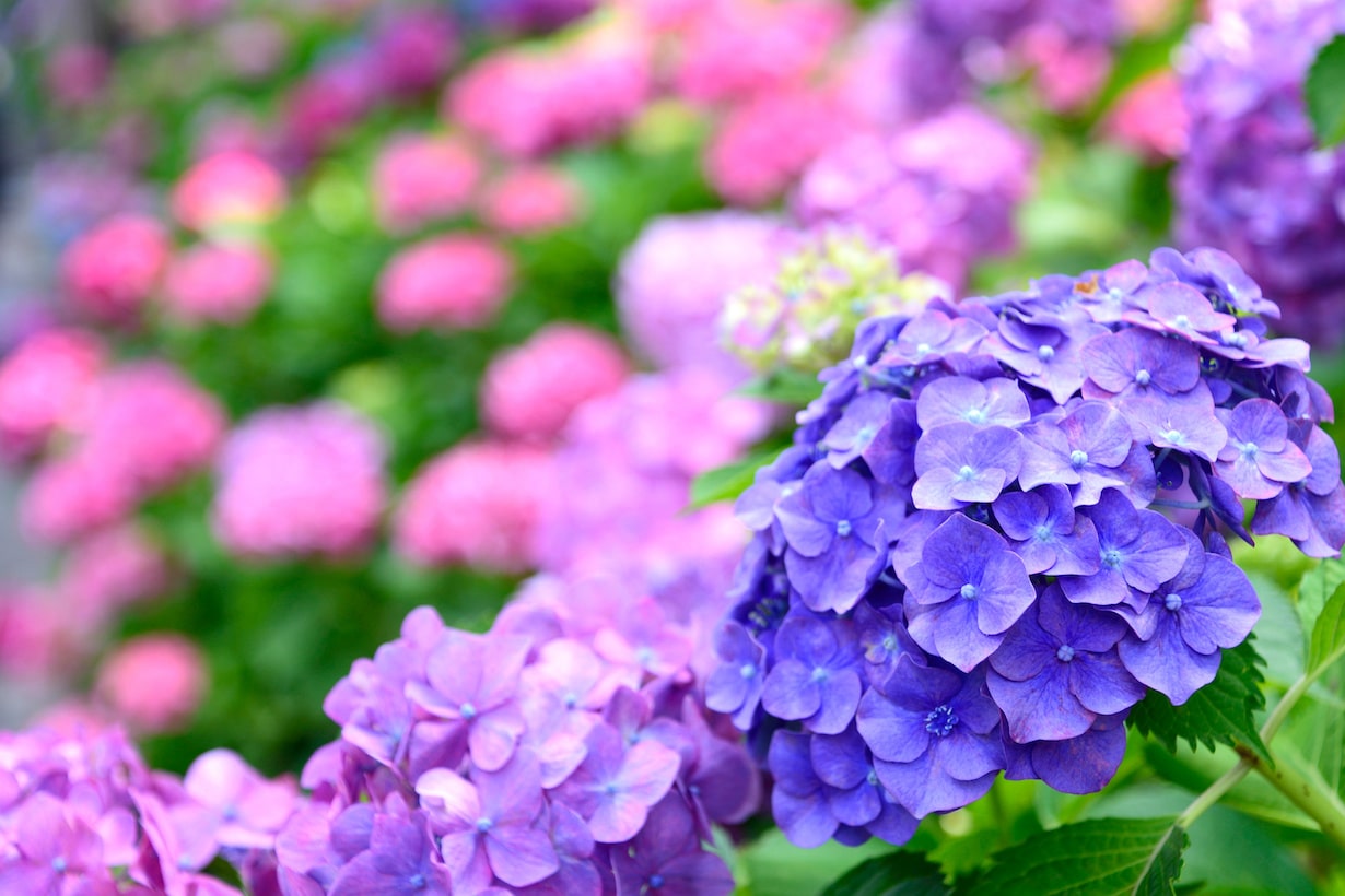 7月のお休み