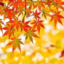 10月のお休み